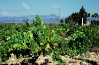 Viña de Son Roig