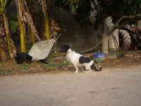 Rufus en Son Vell