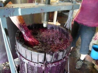 Prensada del vino
